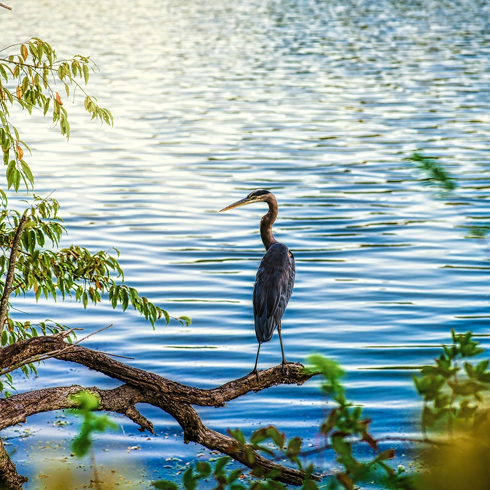 Wound Care Doctors in Maryland